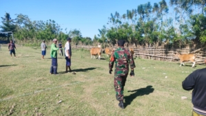 Babinsa Mantar Dampingi Register dan Vaksinasi Ternak di Kecamatan Poto Tano