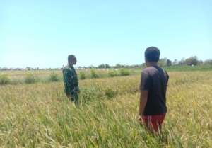 Babinsa Koramil 03/Pahunga Lodu Tinjau Padi Terserang Hama di Kaliuda