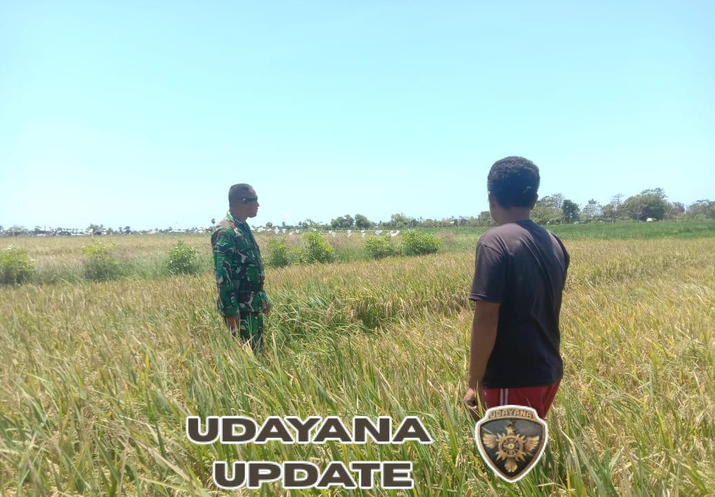 Babinsa Koramil 03/Pahunga Lodu Tinjau Padi Terserang Hama di Kaliuda