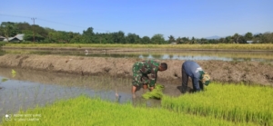 Dukung Ketahanan Pangan, Babinsa Borong Aktif Dampingi Petani di Sawah