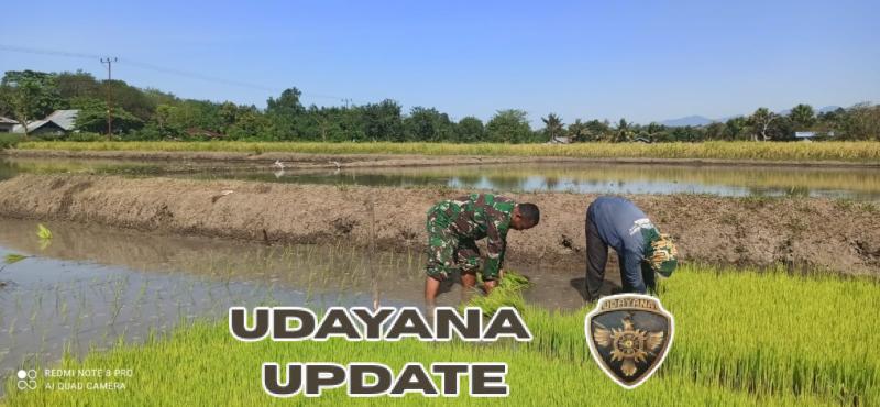 Dukung Ketahanan Pangan, Babinsa Borong Aktif Dampingi Petani di Sawah