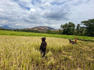 Babinsa Koramil 1602-04/Maurole Panen Padi Bareng Petani di Kotabaru