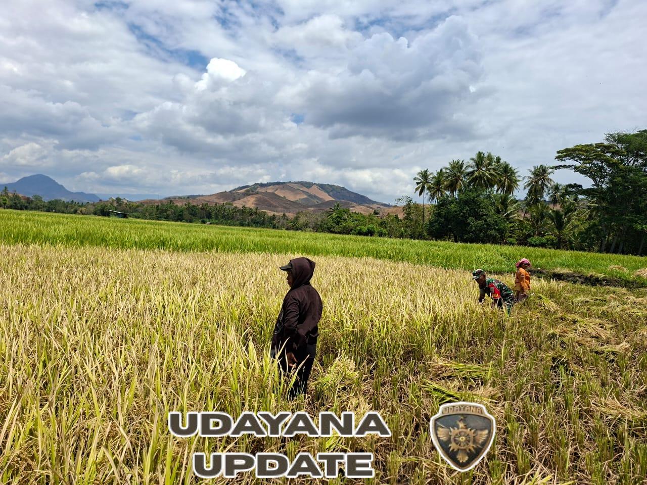 Babinsa Koramil 1602-04/Maurole Panen Padi Bareng Petani di Kotabaru