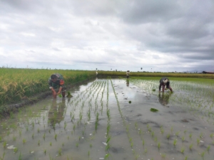 Babinsa Pahunga Lodu Serda Hendrik Hati Waluandja Bantu Petani Tanam Padi di Desa Wulla