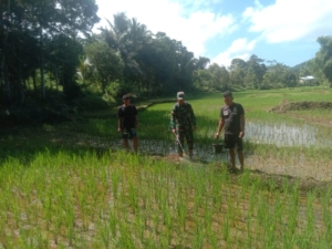TNI Perkuat Ketahanan Pangan: Babinsa Koramil 1612-03/Macang Pacar Bantu Petani Atasi Hama Padi