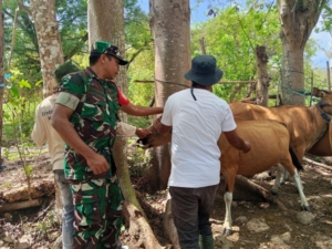 Babinsa Desa Belo Dampingi Register dan Vaksinasi Ternak di Kecamatan Jereweh