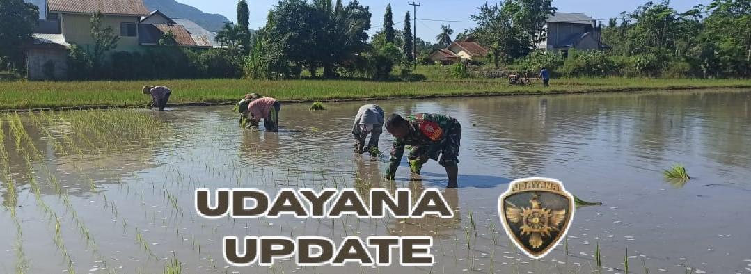 Babinsa Koramil 1612-03/Borong Terjun ke Sawah Bantu Petani di Wae Nggori