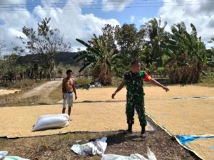 Babinsa Pahunga Lodu Bantu Petani Jemur Padi di Desa Wulla
