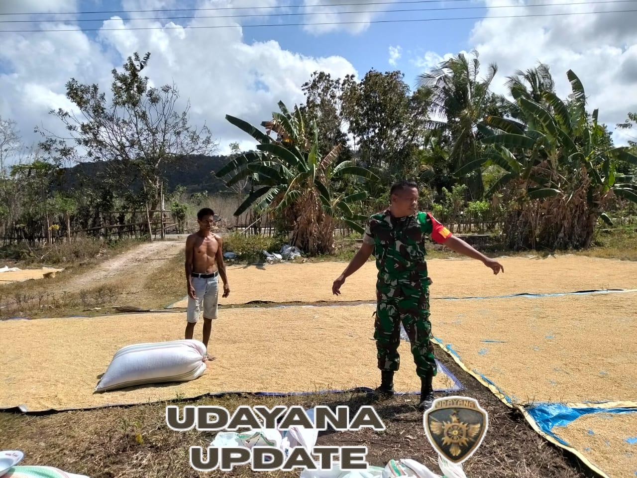 Babinsa Pahunga Lodu Bantu Petani Jemur Padi di Desa Wulla