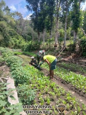 Babinsa Tabundung Dampingi Petani Gemburkan Tanah untuk Sayuran