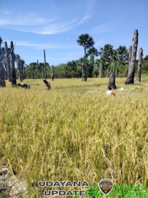 Babinsa Bantu Petani Panen Padi di Desa Baus Kecamatan Boking