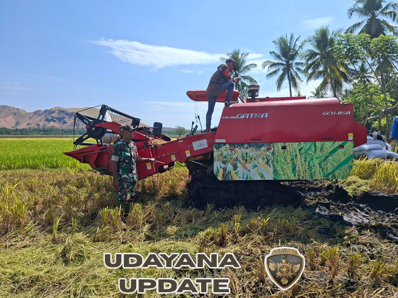 Babinsa Kotabaru Dampingi Panen Padi, Wujud Dukungan TNI terhadap Ketahanan Pangan