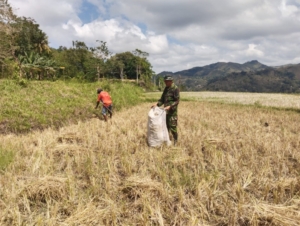 Babinsa Kodim 1613/Sumba Barat Ikut Kumpulkan Padi Bersama Warga