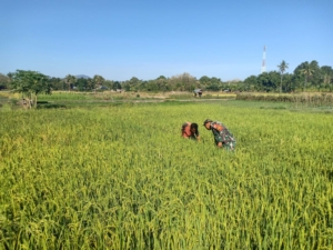 Gotong Royong Babinsa dan Kelompok Tani Te’maeh Wujudkan Ketahanan Pangan