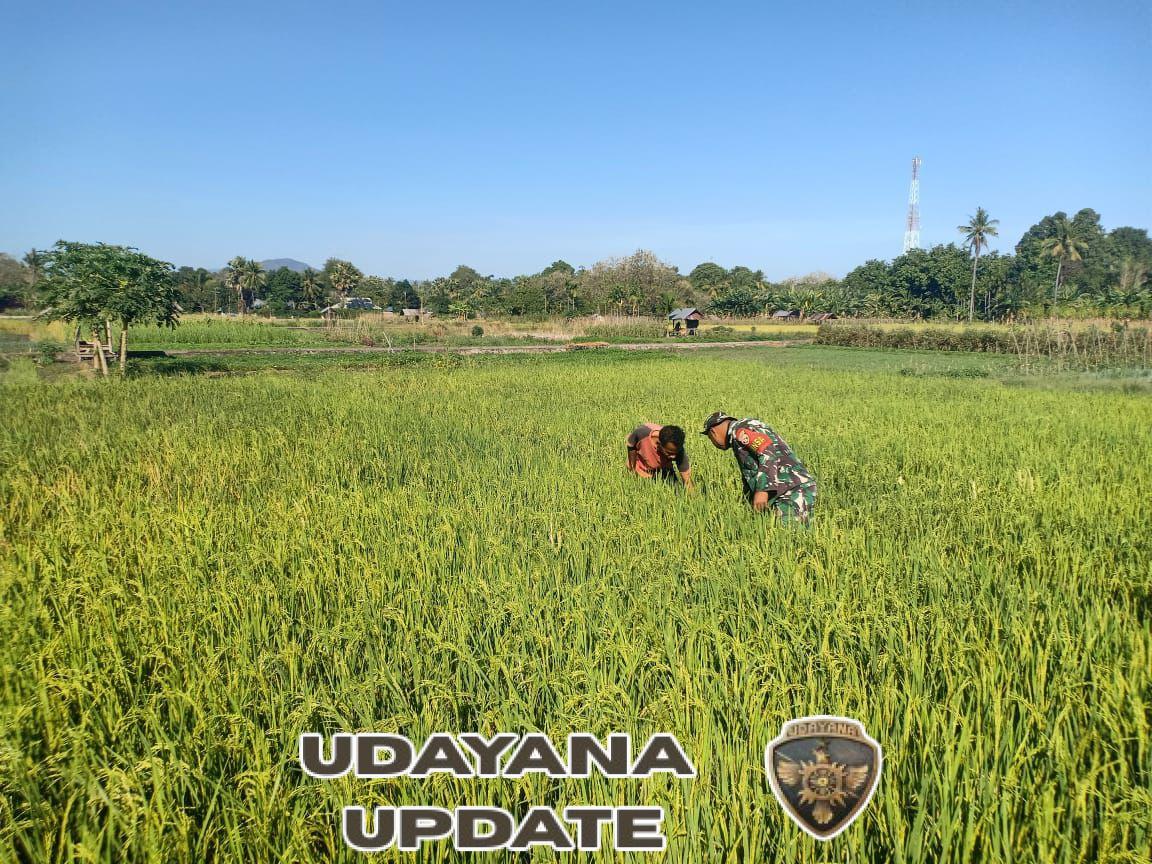 Gotong Royong Babinsa dan Kelompok Tani Te’maeh Wujudkan Ketahanan Pangan