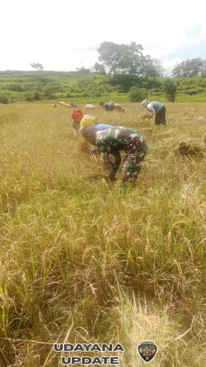 Sinergi TNI dan Petani: Babinsa Koramil 1612-05/Satar Mese Bantu Panen Padi di Satar Mese