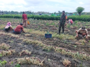 Dekat dengan Rakyat, Babinsa Koramil 1612-02/Reok Dampingi Panen Bawang Merah
