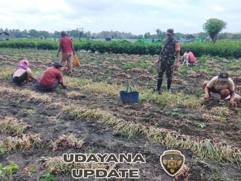 Dekat dengan Rakyat, Babinsa Koramil 1612-02/Reok Dampingi Panen Bawang Merah
