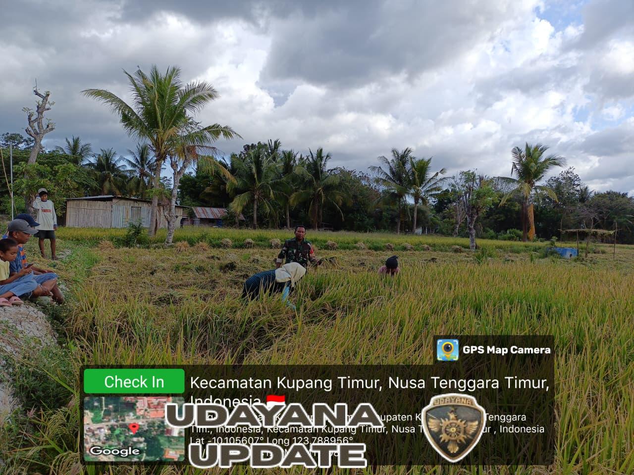 Sertu Lobo Lulu Dampingi Petani Babau Panen Padi