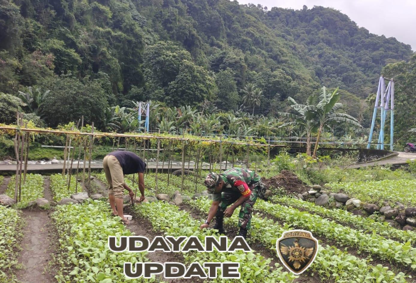 Babinsa Serka Nasrudin Latif Dampingi Warga Rawat Bibit Sayur di Lokoboko