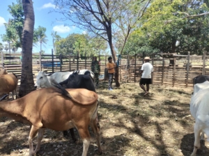 Babinsa Koramil Pantai Baru Dampingi Dinas Peternakan Suntik Vitamin Ternak Warga