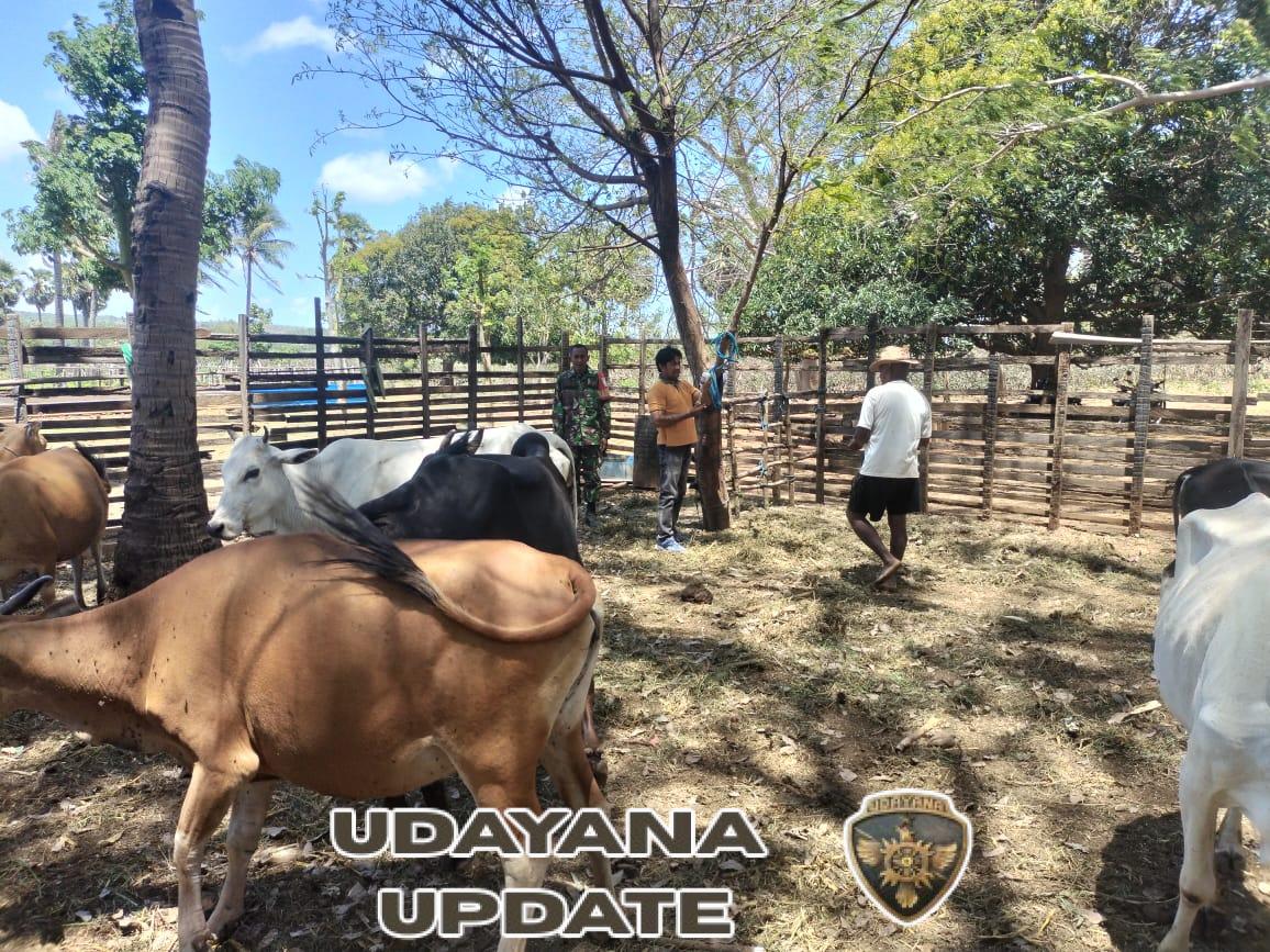 Babinsa Koramil Pantai Baru Dampingi Dinas Peternakan Suntik Vitamin Ternak Warga