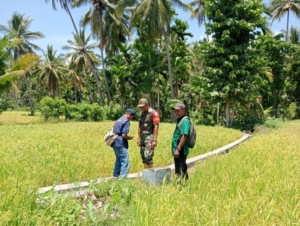 Babinsa dan BPP Maurole Tinjau Kondisi Padi dan Jalin Komsos di Desa Woloau