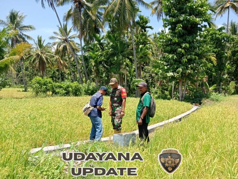 Babinsa dan BPP Maurole Tinjau Kondisi Padi dan Jalin Komsos di Desa Woloau