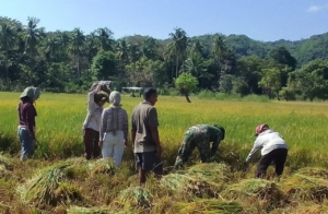 TNI Sahabat Petani: Babinsa Koramil 1612-02/Reok Bantu Panen Padi Warga Reok