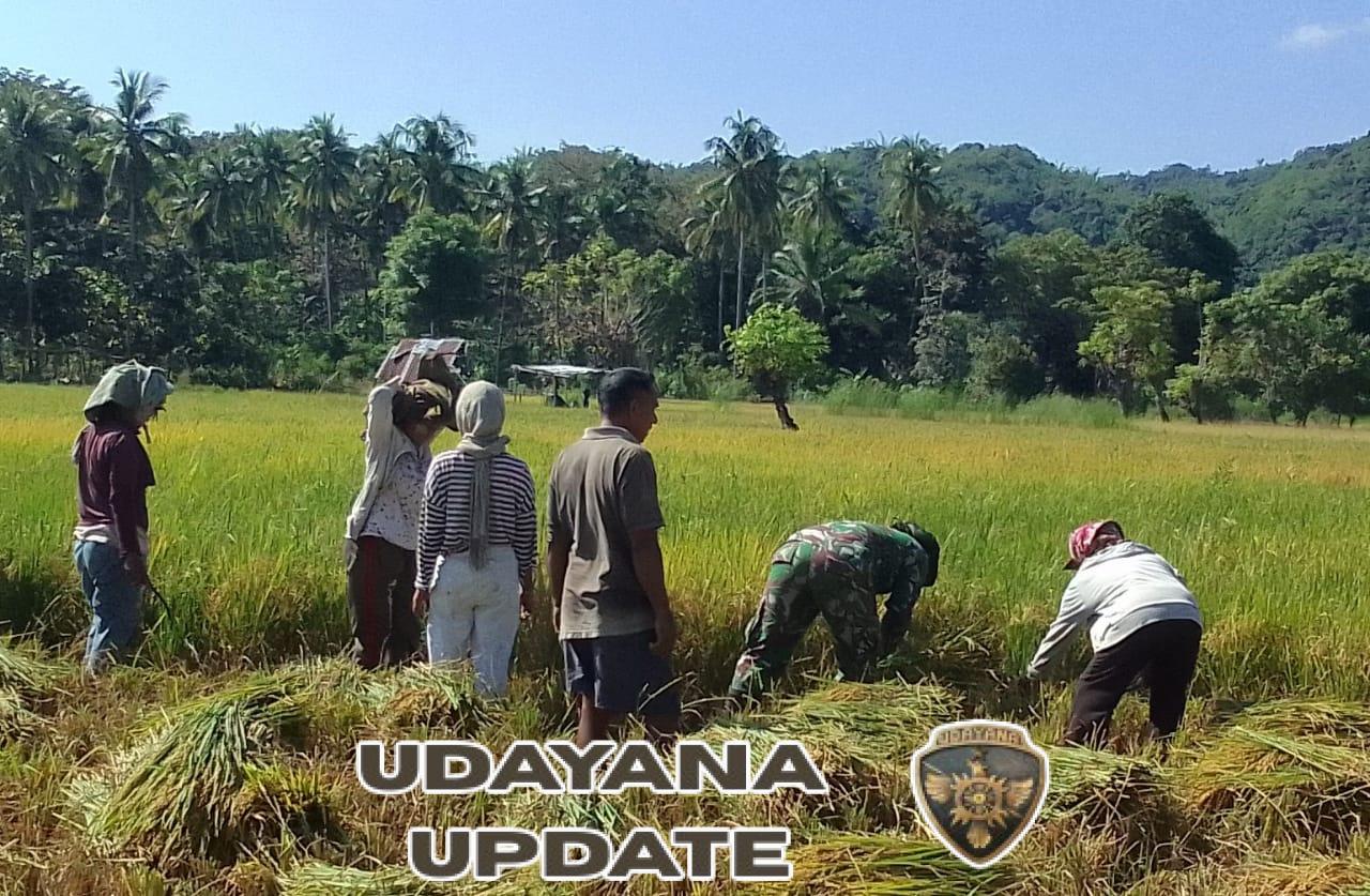 TNI Sahabat Petani: Babinsa Koramil 1612-02/Reok Bantu Panen Padi Warga Reok