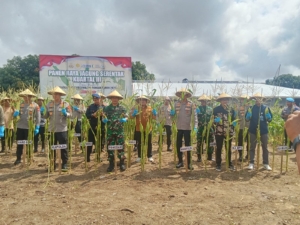 Panen Raya Jagung Serentak Kuartal III Dandim 1611/Badung Pastikan Ketersediaan Pangan