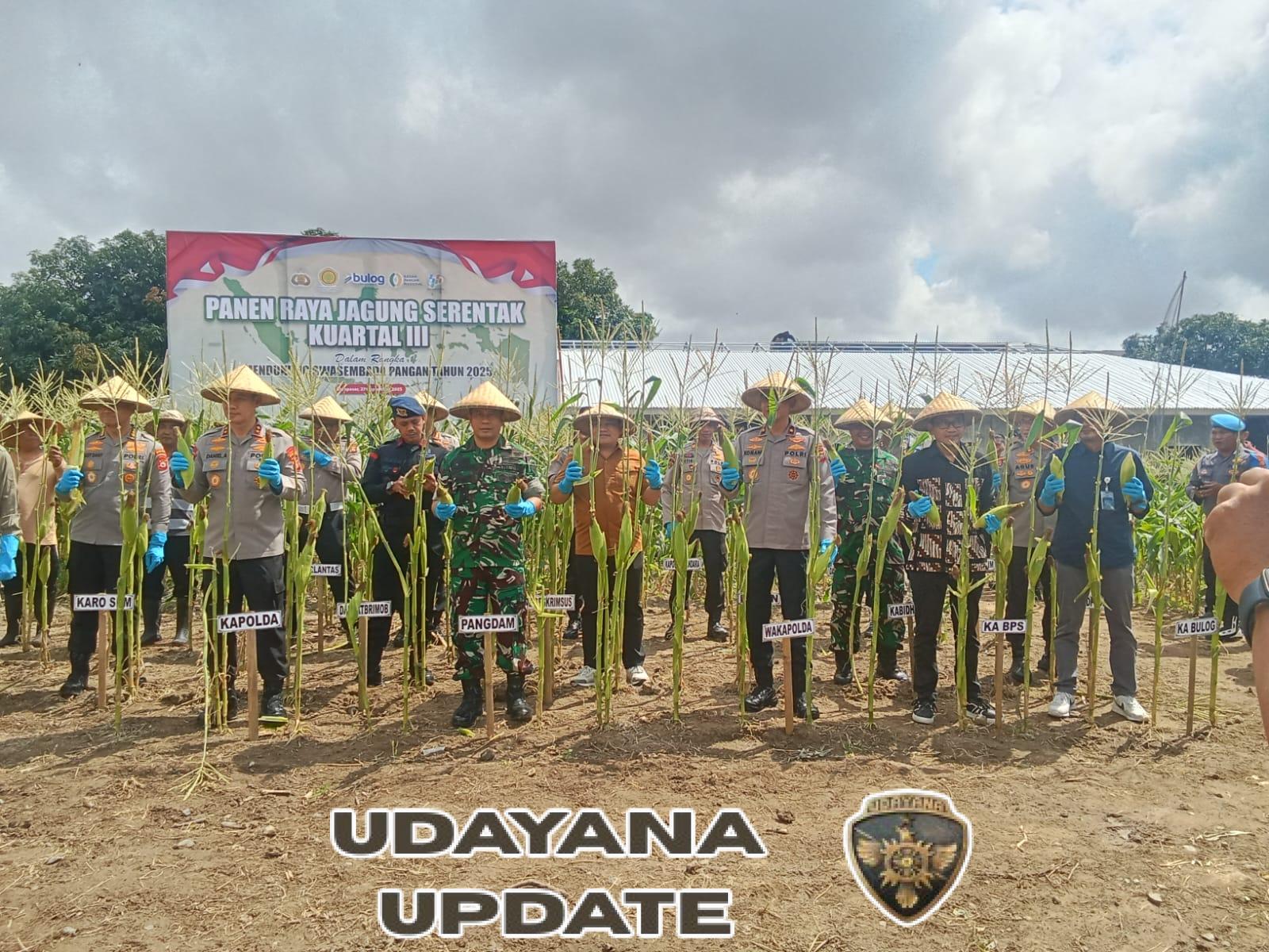 Panen Raya Jagung Serentak Kuartal III Dandim 1611/Badung Pastikan Ketersediaan Pangan