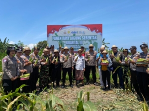 Babinsa Gelgel Hadiri  Panen Raya Jagung Serentak, Wujud Dukungan Akan Penguatan Hanpangan