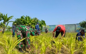 Sinergi Kuatkan Hanpangan, Koramil Klungkung Dan Pemdes Kampung Gelgel Lakukan Perawatan Tanaman Di Lahan Hanpangan