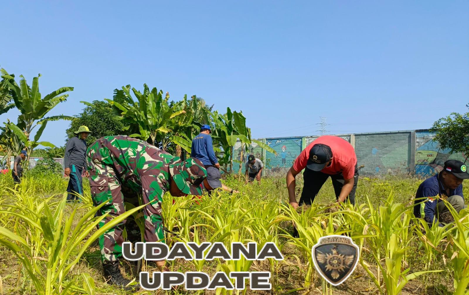 Sinergi Kuatkan Hanpangan, Koramil Klungkung Dan Pemdes Kampung Gelgel Lakukan Perawatan Tanaman Di Lahan Hanpangan