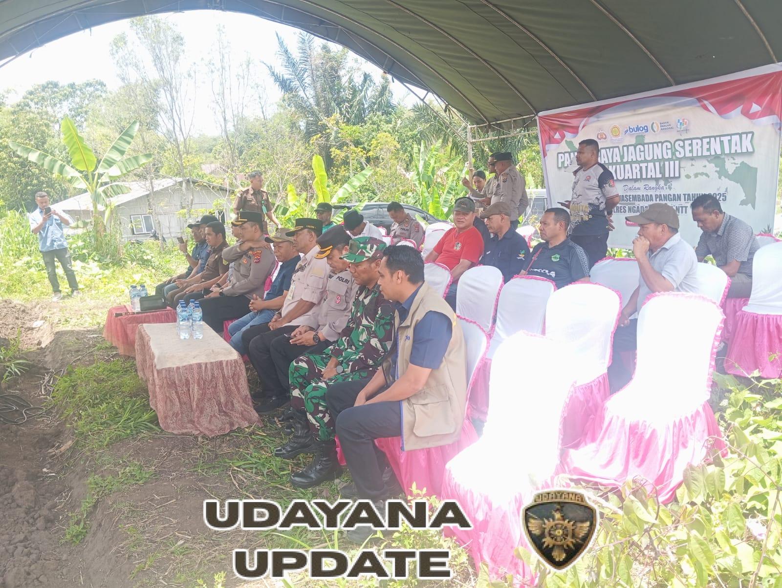Praka Ewal Nono Dampingi Panen Raya Jagung Serentak di Kecamatan Golewa