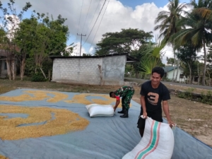 Babinsa Koramil 03/Pahunga Lodu Aktif Dampingi Petani Desa Hadakamali