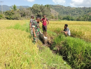 Babinsa Koramil Maurole Bersama Kelompok Tani Lakukan Pengecekan Saluran Irigasi di Watumamba