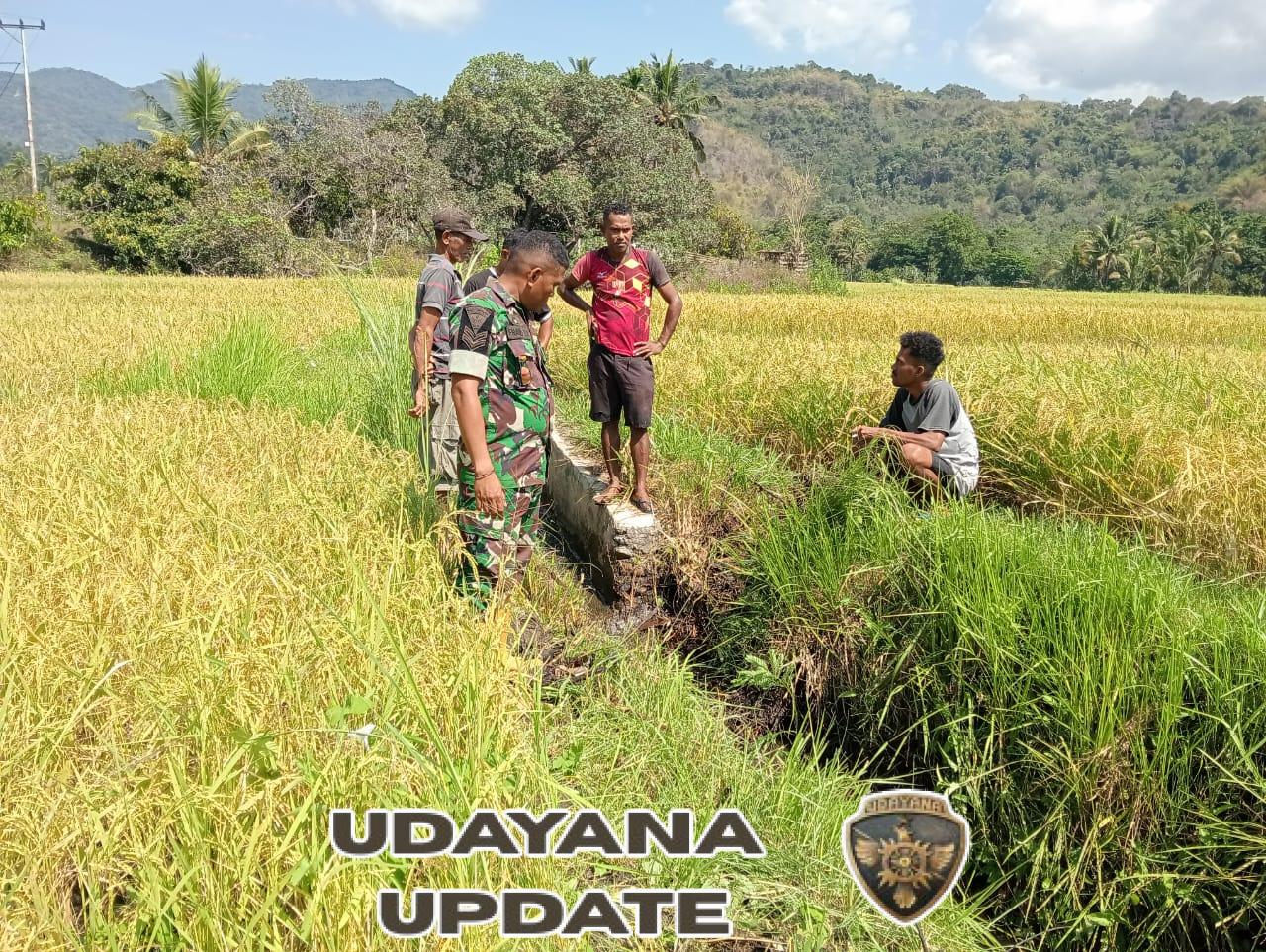 Babinsa Koramil Maurole Bersama Kelompok Tani Lakukan Pengecekan Saluran Irigasi di Watumamba