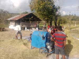 Serka Dominggus Lay Dampingi Petani Panen Padi di Karera
