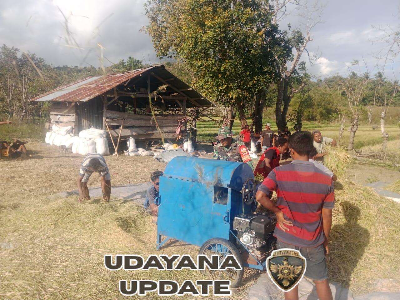 Serka Dominggus Lay Dampingi Petani Panen Padi di Karera