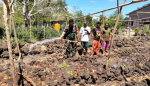 Wujudkan Ketahanan Pangan, Babinsa Turun Langsung Bantu Petani di TTU