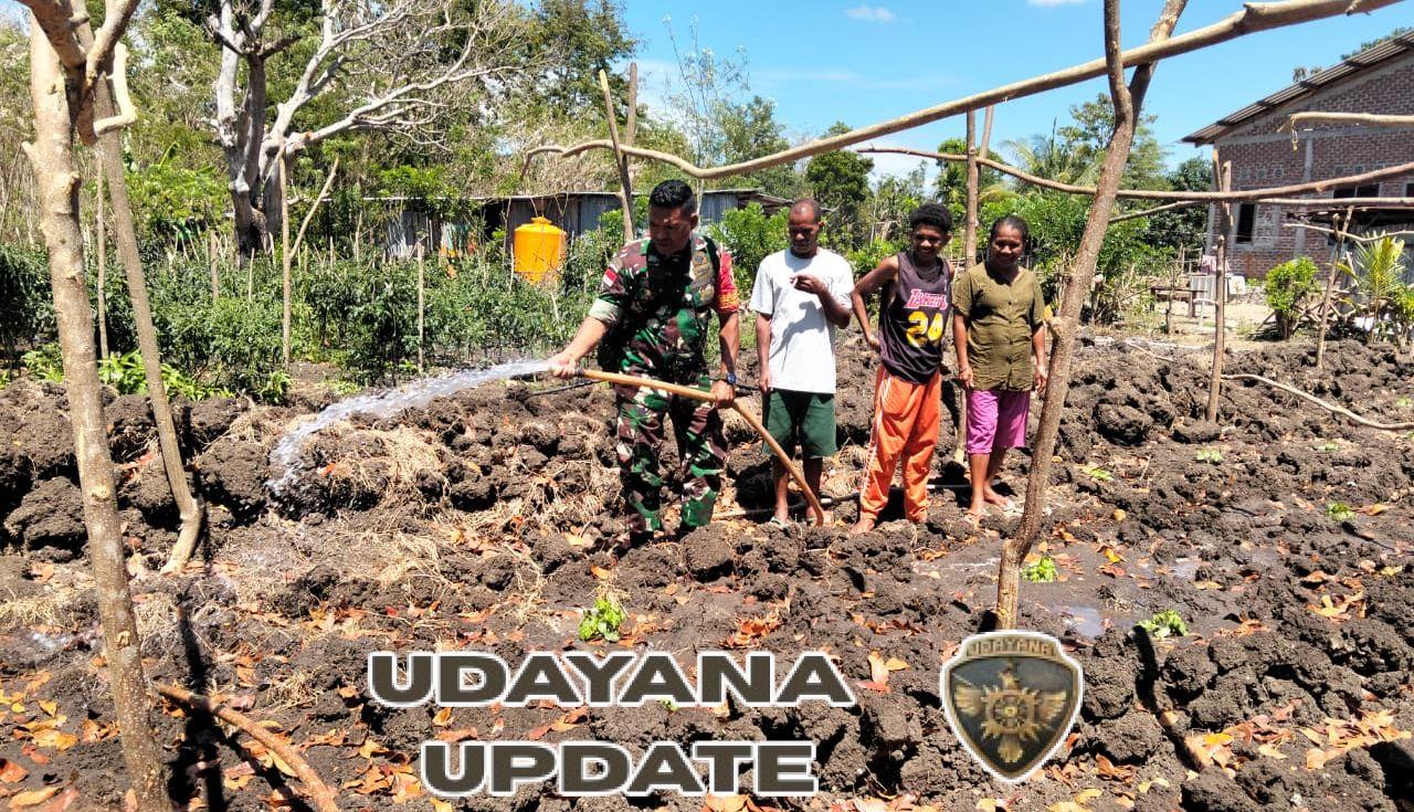 Wujudkan Ketahanan Pangan, Babinsa Turun Langsung Bantu Petani di TTU