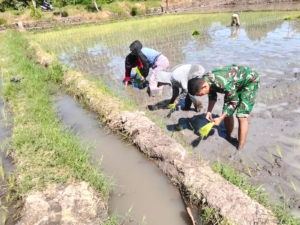 Pratu Muhamad Sukardin Dampingi Penanaman Padi di Golo Kantar