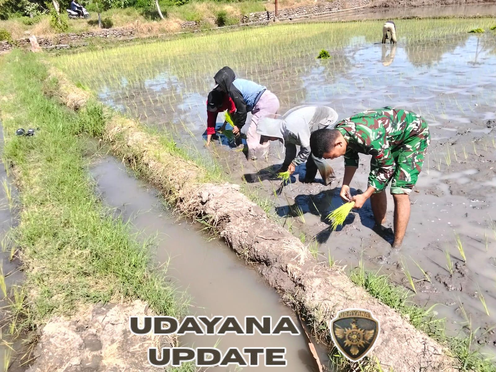 Pratu Muhamad Sukardin Dampingi Penanaman Padi di Golo Kantar