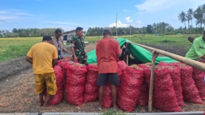 Pendampingan Babinsa di Ladang Bawang Merah Jadi Tolak Ukur Panen Tahun Depan