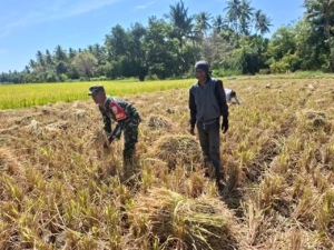 Babinsa dan Petani Kotabaru Panen Padi Bersama di Lahan 0,5 Hektar