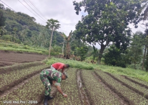 Babinsa Lokoboko Tanam Bibit Sayur Dukung Ketahanan Pangan Wilayah