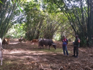 Sinergi Babinsa dan Puskeswanak, Vaksinasi Ternak di Desa Loka Berjalan Lancar