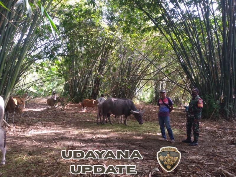 Sinergi Babinsa dan Puskeswanak, Vaksinasi Ternak di Desa Loka Berjalan Lancar